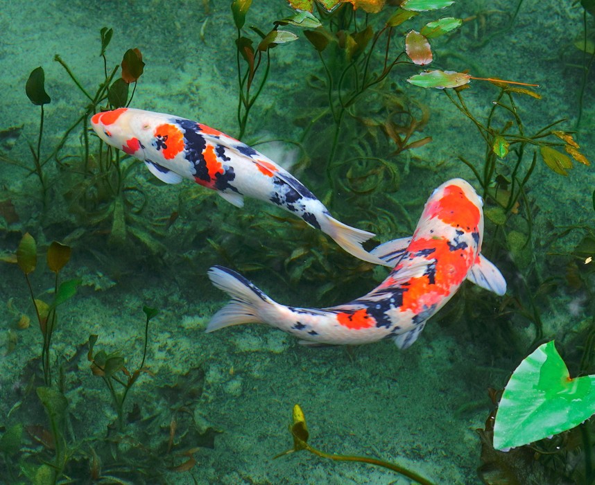 Les carpes au Japon, toute une histoire !