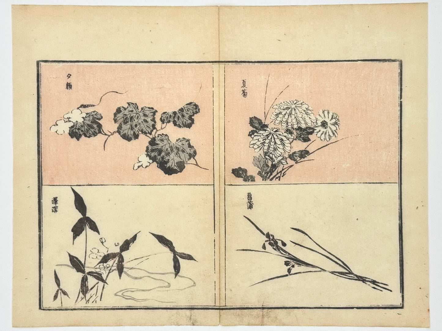 Estampe Japonaise de Toyota Hokkei, Etude de fleurs de chrysanthème, iris, rose trémière.