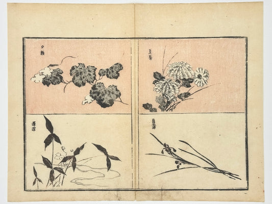Estampe Japonaise de Toyota Hokkei, Etude de fleurs de chrysanthème, iris, rose trémière.