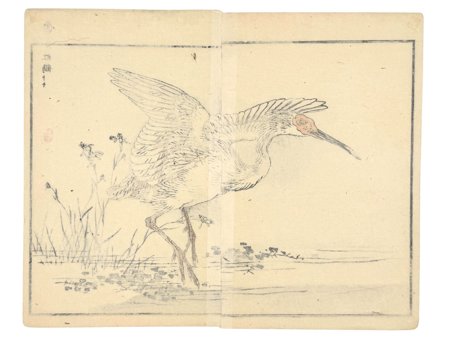 Estampe japonaise de Kono Bairei ibis nippon ailes déployées verso