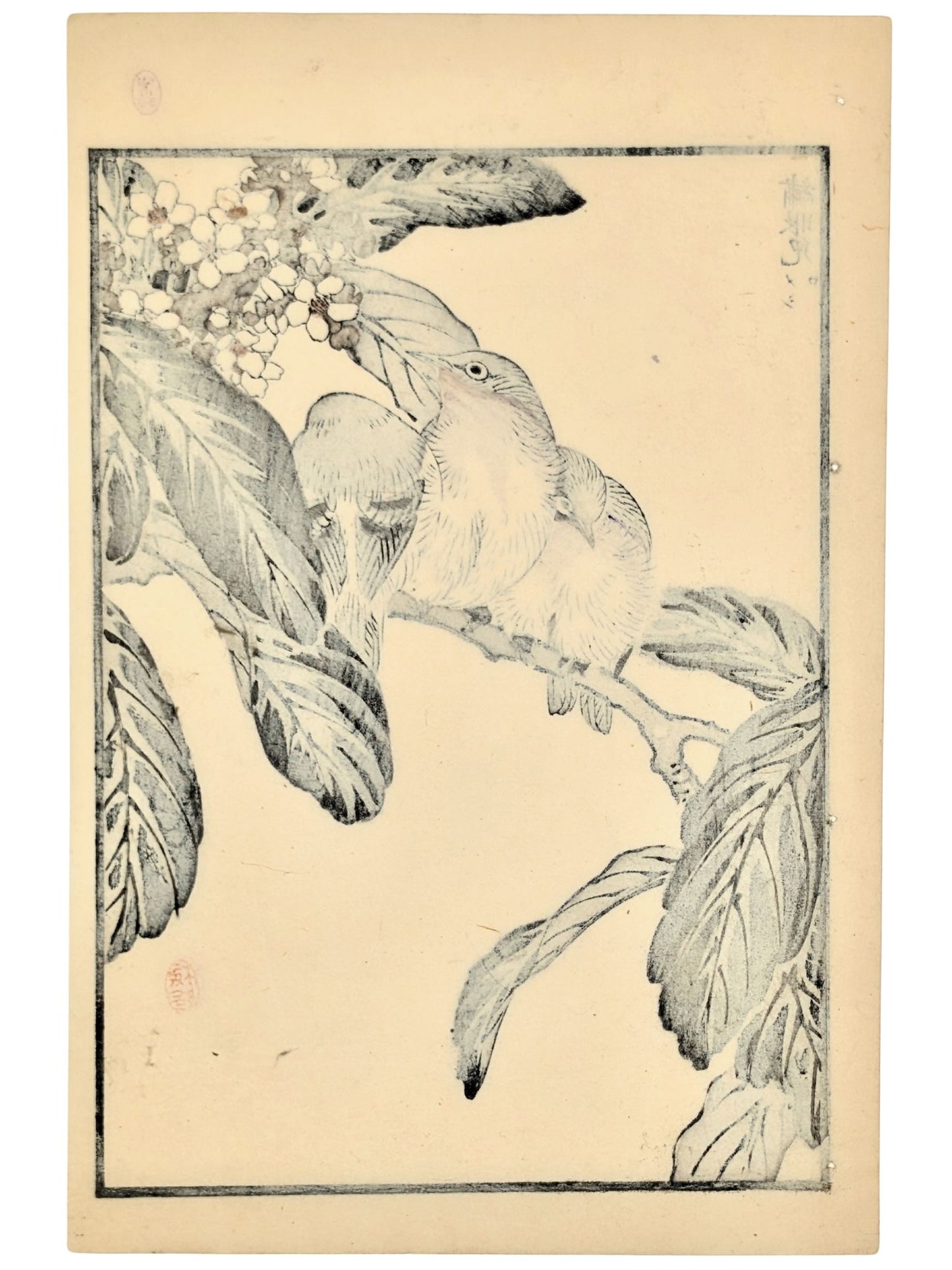 Estampe Japonaise de Kono Bairei, trois zosterops du Japon lovés sur une branche verso