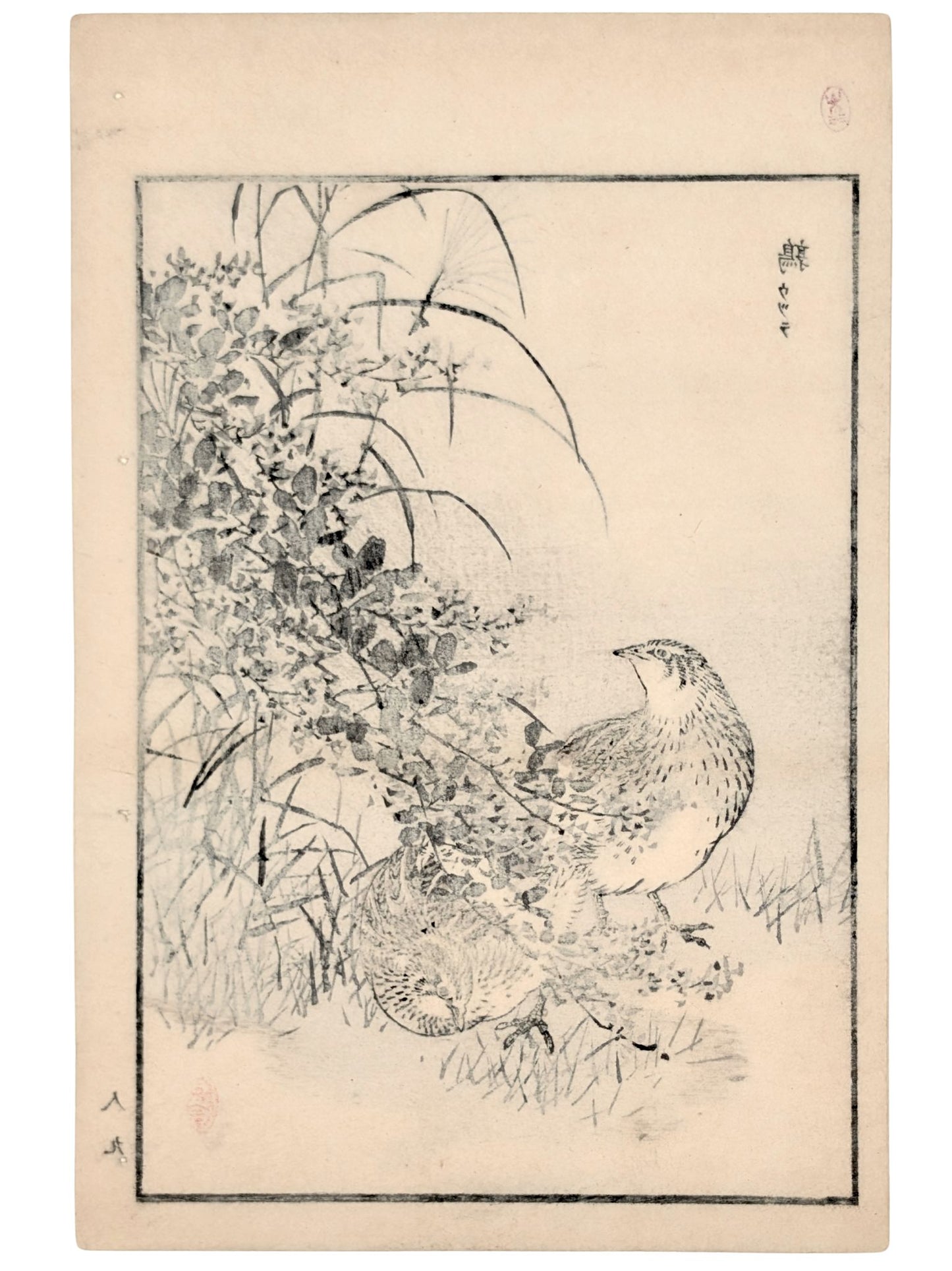 Estampe Japonaise de Kono Bairei avec deux cailles dans la végétation verso