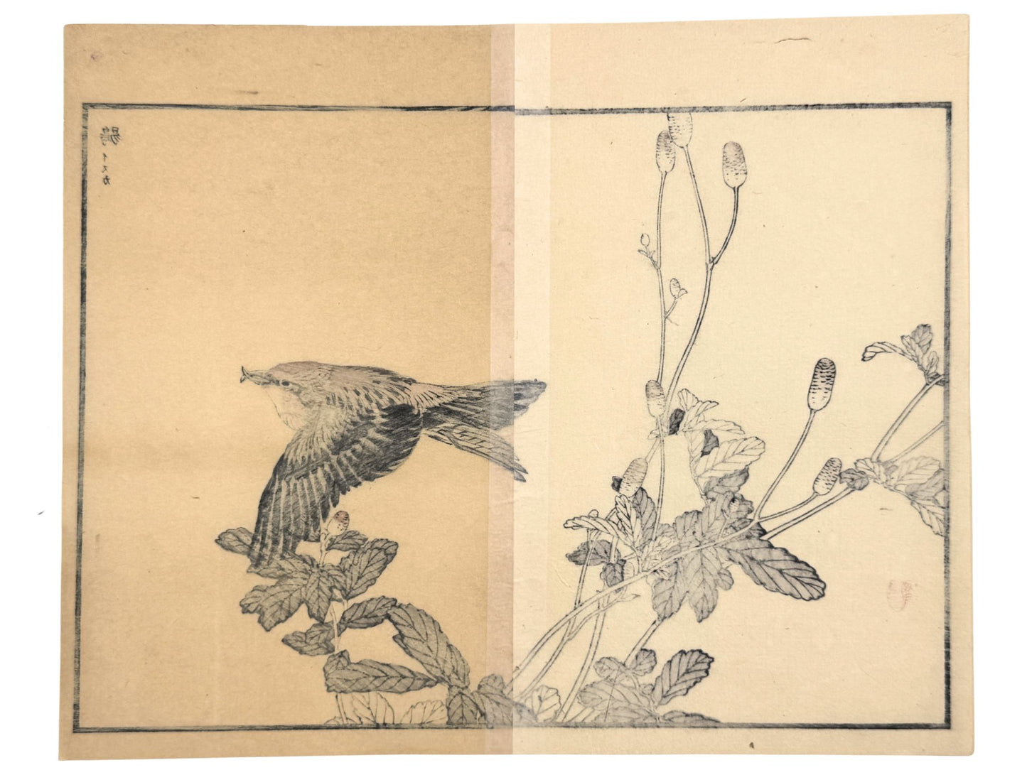 Estampe Japonaise de Kono Bairei d’un bec croisé des sapins en vol au-dessus d'une pimprenelle verso