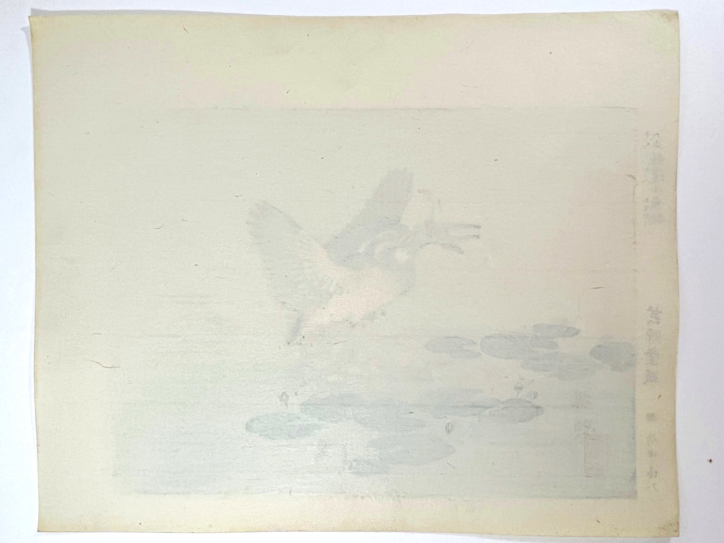 estampe japonaise oiseau martin-pêcheur avec poisson dans bec, dos estampe