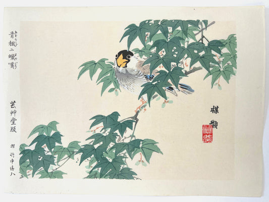 estampe japonaise de Kono Bairei oiseau sur une branche d'érable aux feuilles vertes