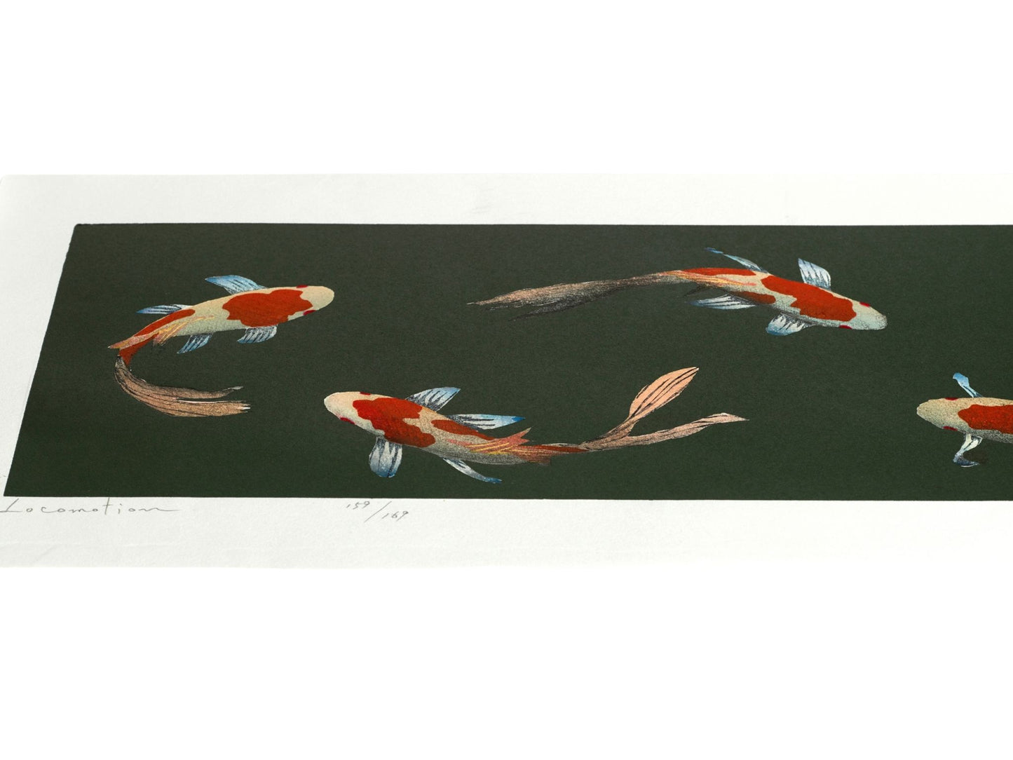 estampe japonaise de Kunio Kaneko, six carpes koi blanches et rouges vu de dessus sur un fond vert foncé, vu en contre-plongée