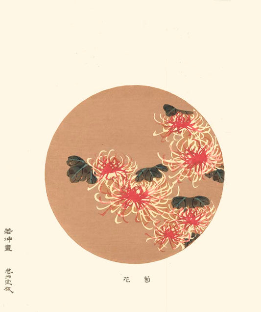 estampe de chrysantheme blanc et rouge sur fond neige-rosé représenté dans un rond chez Uchiwa Gallery