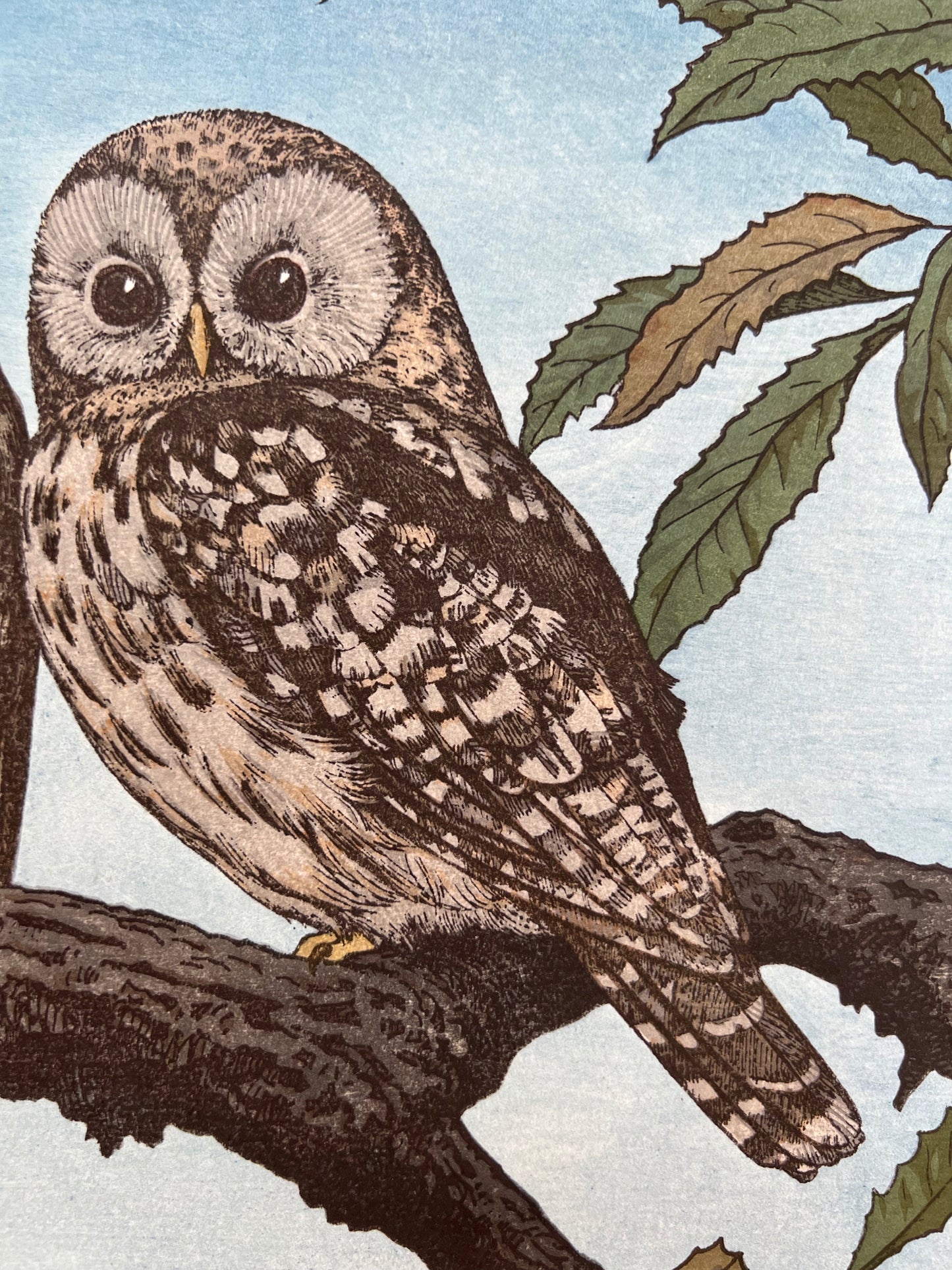 estampe japonaise oiseau hiboux sur branche pleine lune, gros plan sur l'hiboux yeux ouvert