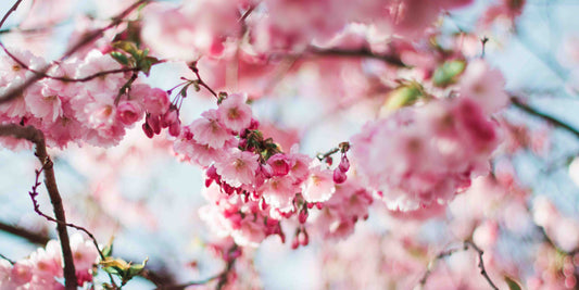 estampe de hasui Kawase printemps à Atagoyama