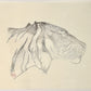 estampe japonaise de Tohi Yoshida tete de tigre de profil, verso