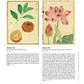 Honzo Zufu coffret ed. libraires page 7