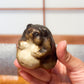 Figurine japonaise en céramique représentant un tanuki assis avec ventre arrondi, émail brun et crème, tenue en main, profil