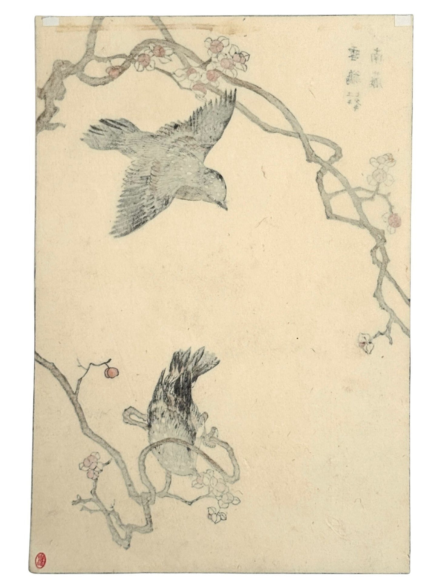 Deux merles à plastron, appelés Yukikake-suzume au Japon, se trouvent parmi des branches fleuries aux formes tortueuses, dans une estampe japonaise de Bunrei Maekawa, le verso de l'estampe