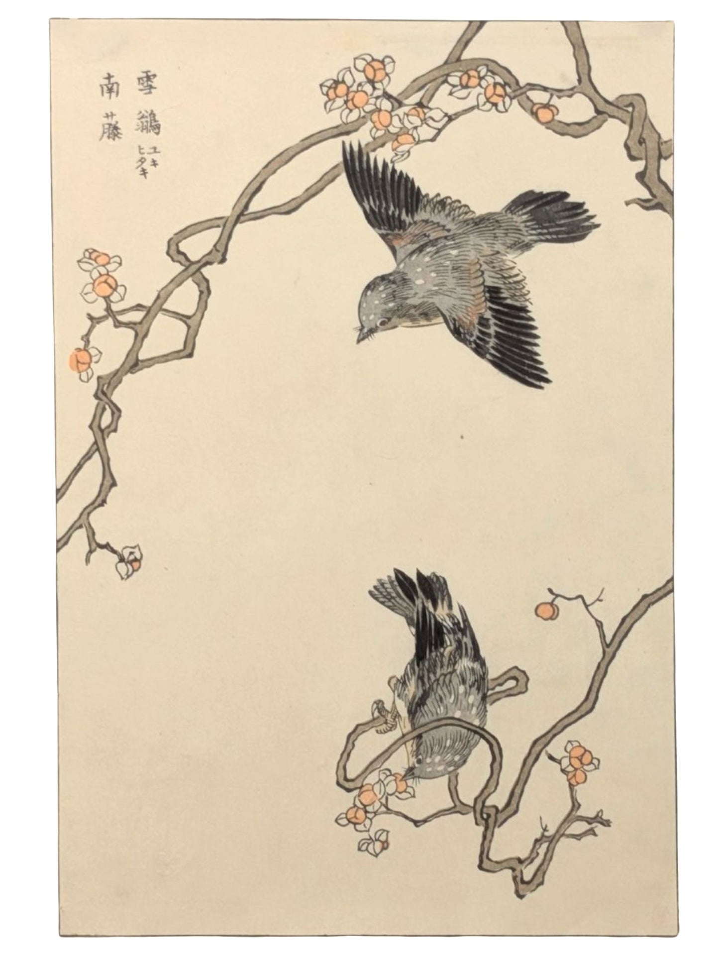 Estampe Japonaise Encadrée de Bunrei Maekawa, Oiseaux et branches tortueuses