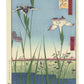Estampe Japonaise de Hiroshige, iris en fleurs à Horikiri