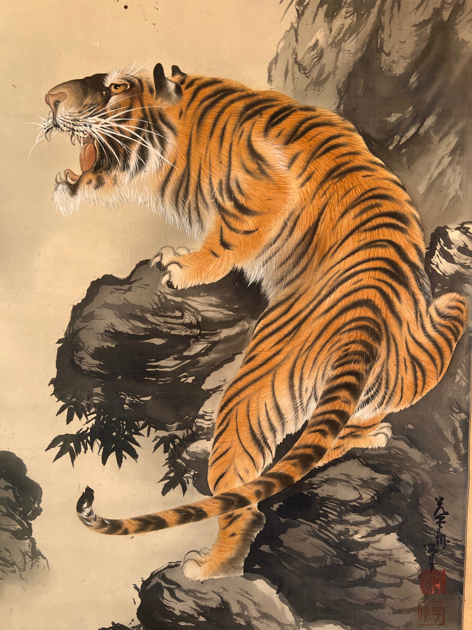 kakejiku japonais rouleau suspendu tigre rugissant, gros plan sur le tigre