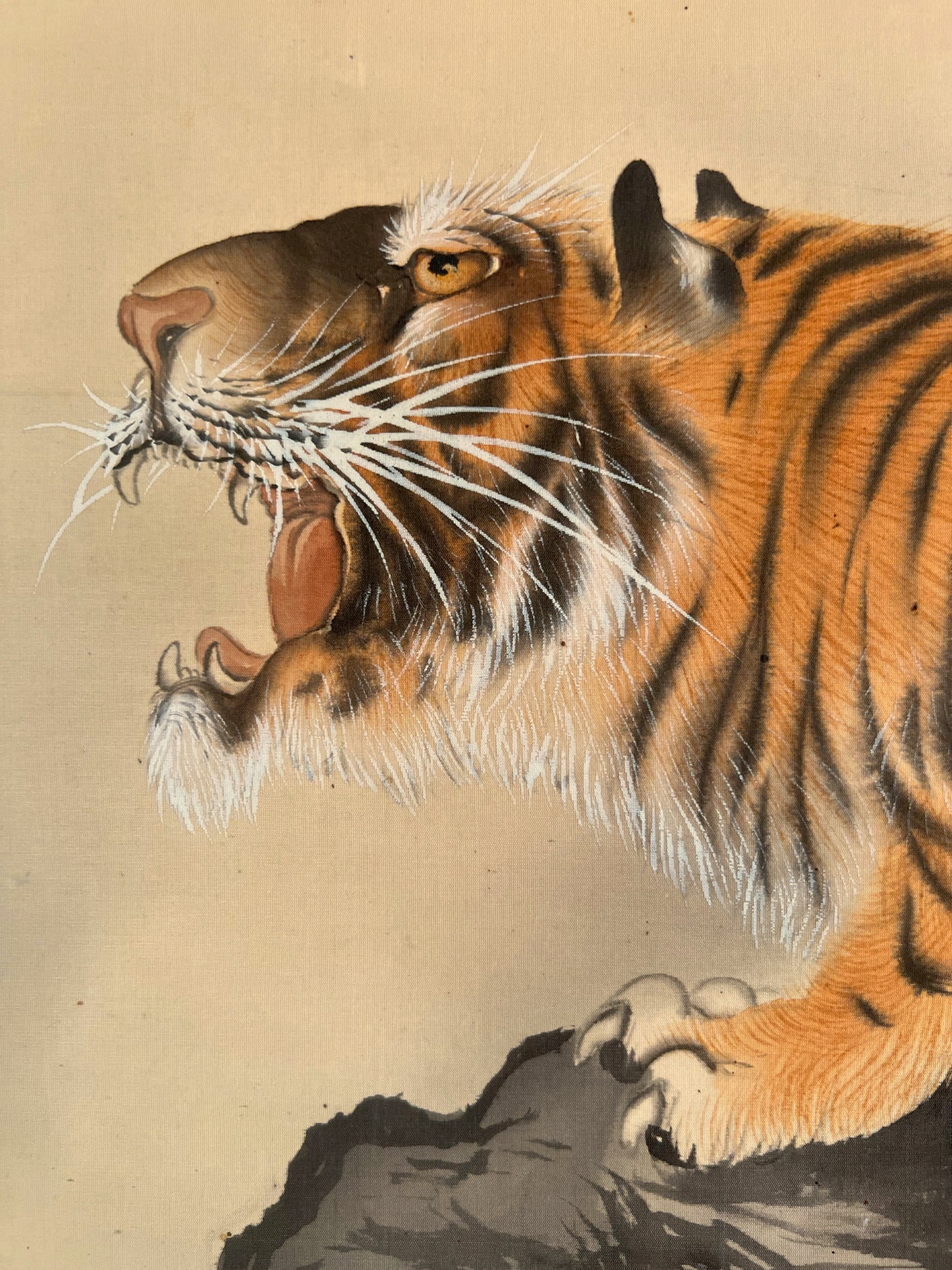kakejiku japonais rouleau suspendu tigre rugissant, gros plan de la tête du tigre gueule ouverte