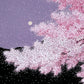 estampe japonaise contemporaine de teruhide kato nuit de pleine lune de printemps et cerisiers en fleurs et lune sur ciel violet, pétales de fleurs de cerisier au vent