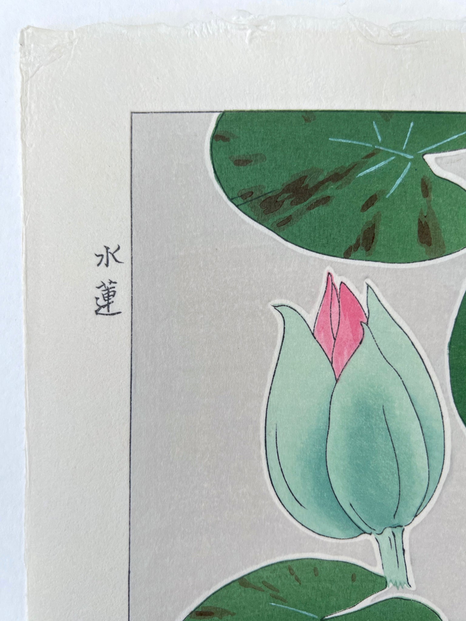 Estampe Japonaise de Kawarazaki | Nymphea détail fleur en bouton