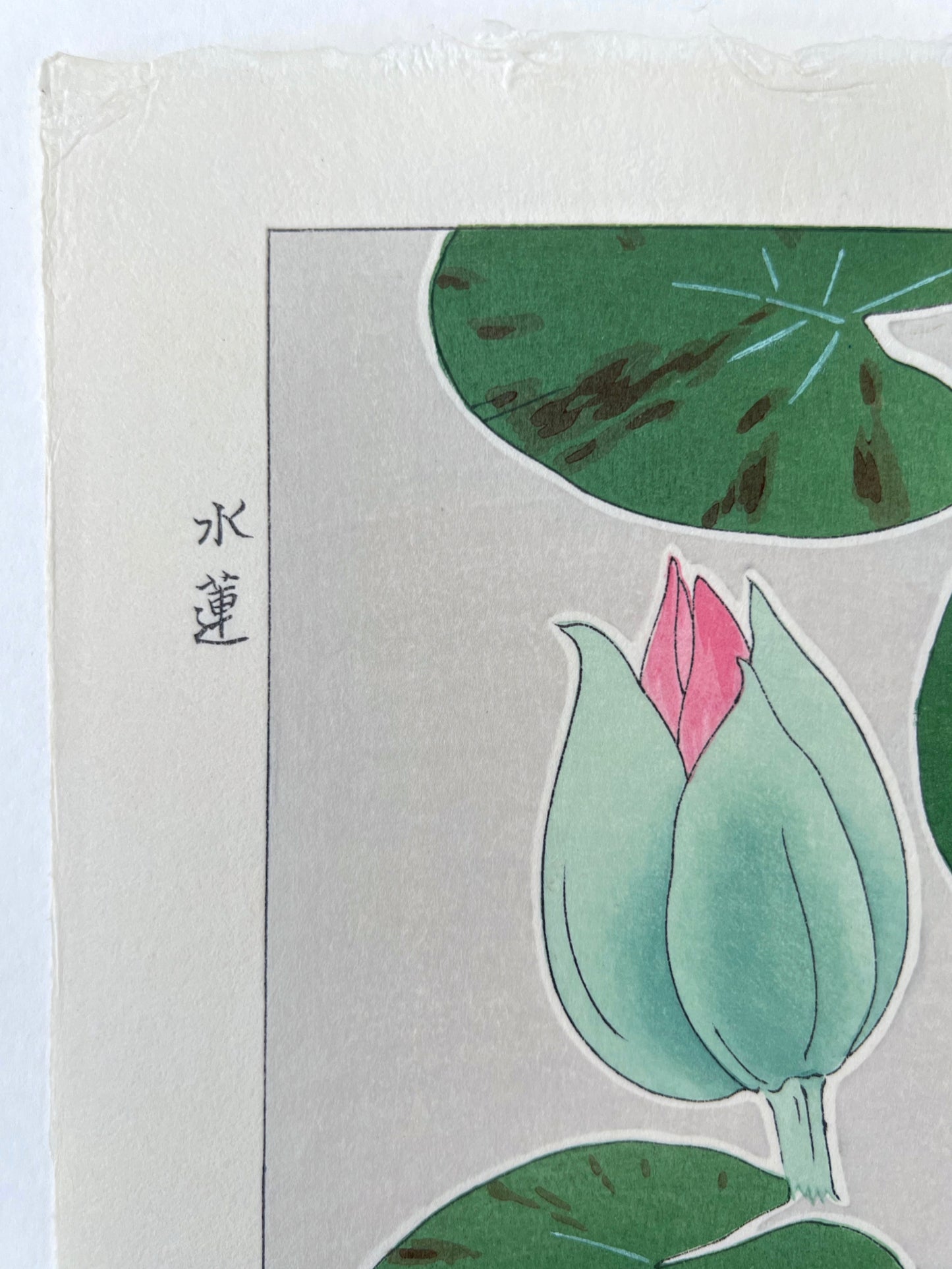 Estampe Japonaise de Kawarazaki, Nymphea détail fleur en bouton
