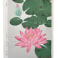 Estampe Japonaise de Kawarazaki fleur Nymphea rose