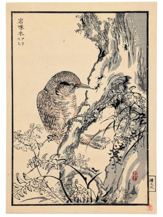 Estampe japonaise d’un torcol fourmilier de Kono Bairei extrait de l’album Hyakuchō Gafu