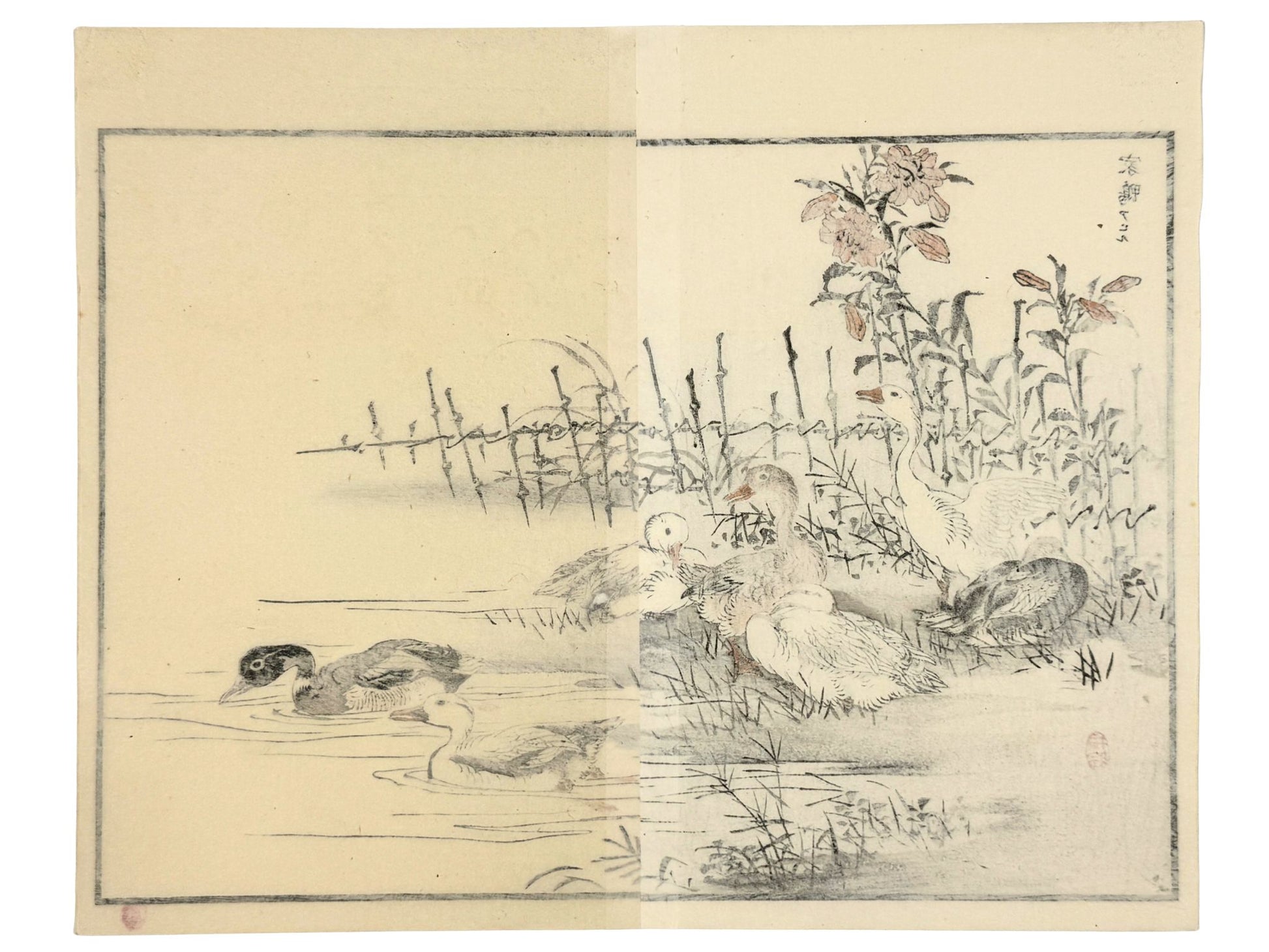 estampe japonaise encadrée de Kono Bairei, canards et oies au bord d'une mare, le verso de l'estampe