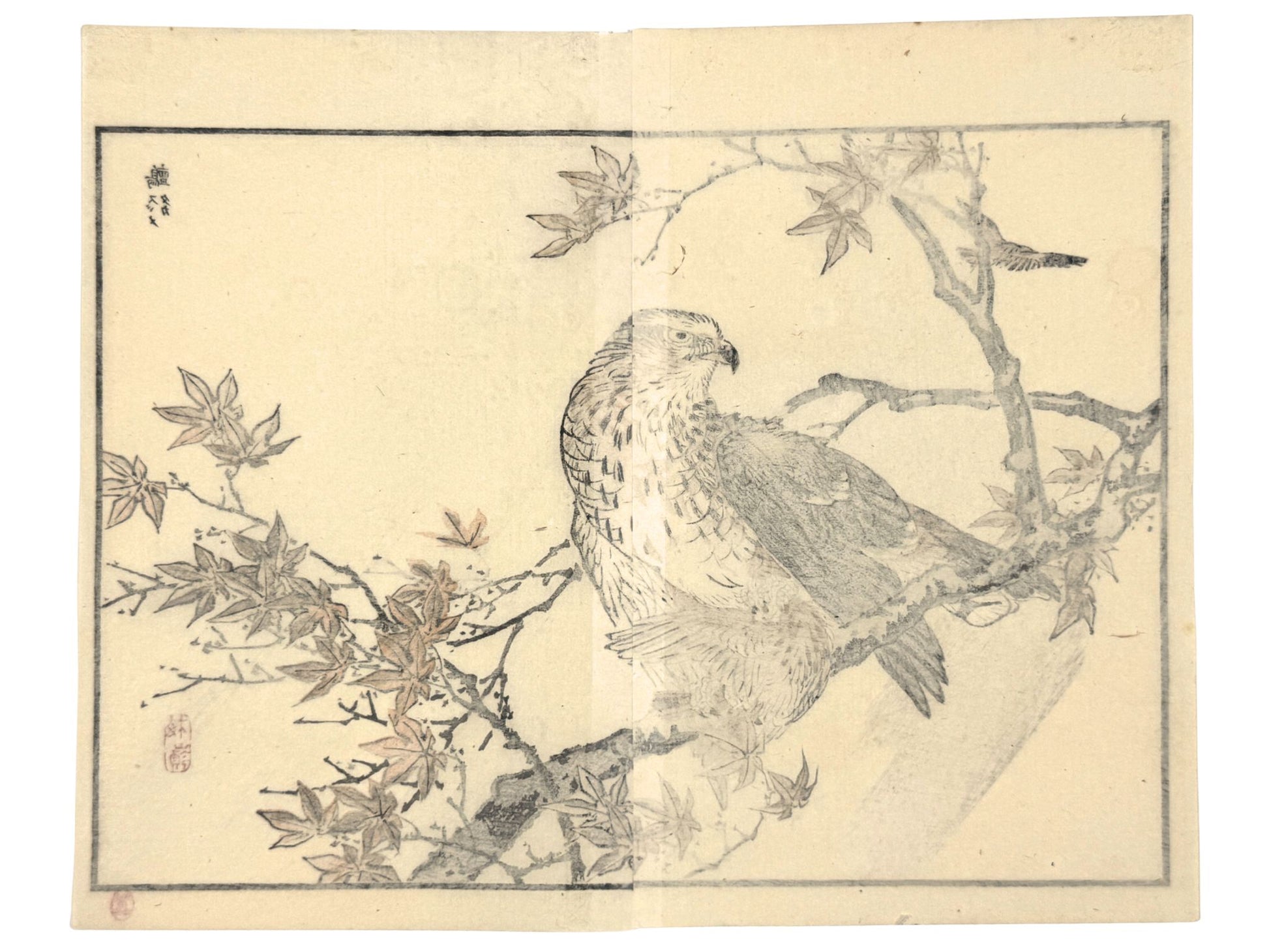 Estampe japonaise de Kono Bairei représentant un faucon avec un moineau entre ses serres sur une branche d’érable verso
