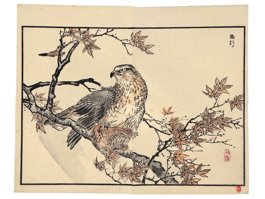 Estampe japonaise de Kono Bairei représentant un faucon avec un moineau entre ses serres sur une branche d’érable