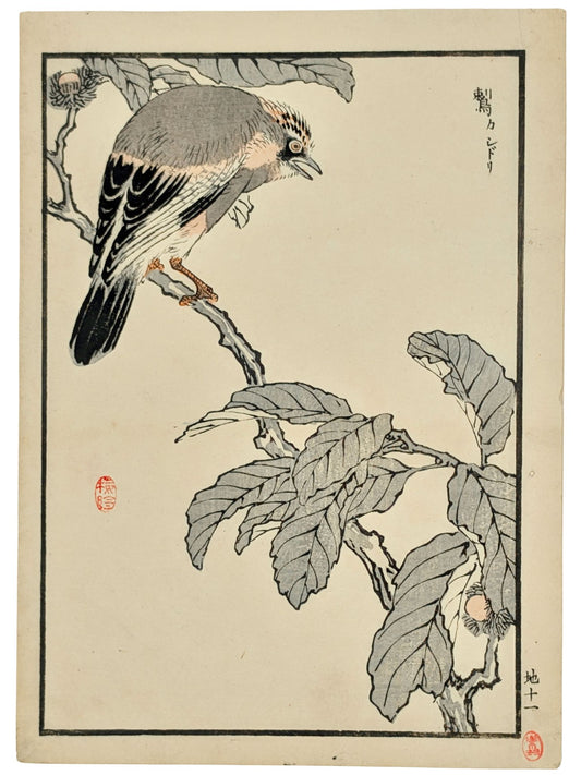 Estampe japonaise d’un geai des chênes sur une branche de châtaigner par Kōno Bairei