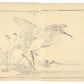 Estampe japonaise de Kono Bairei ibis nippon ailes déployées verso