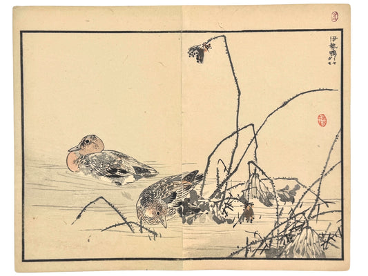 Estampe japonaise de Kono Bairei, deux canards d’Ise dans l’eau et lotus