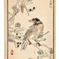 Estampe japonaise d’une grive perchée sur un mûrier par Kōno Bairei