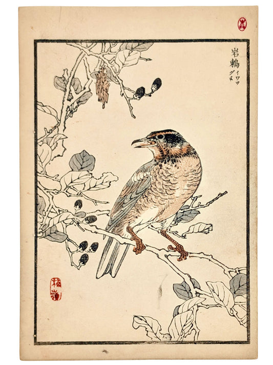 Estampe japonaise d’une grive perchée sur un mûrier par Kōno Bairei