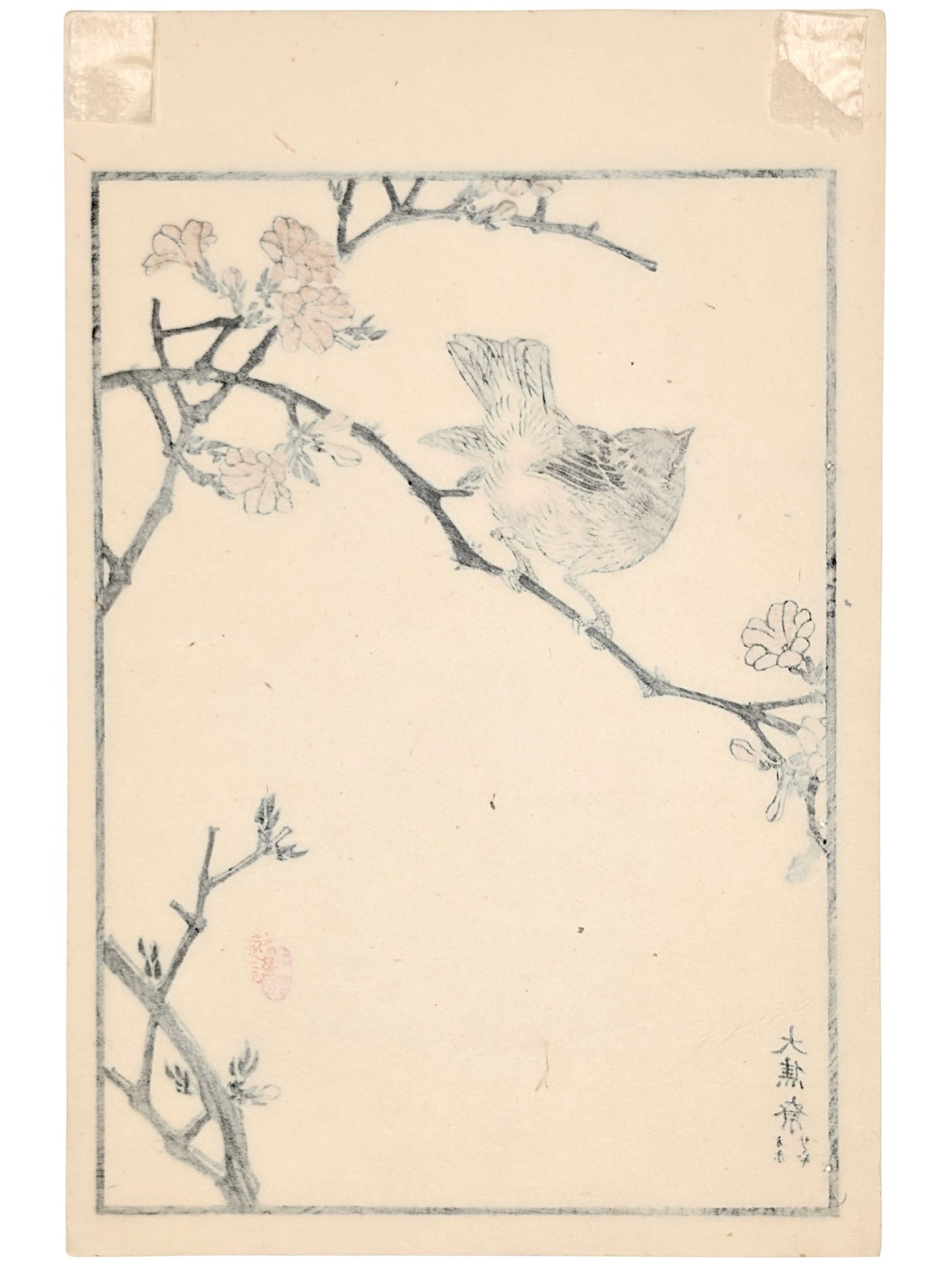 Estampe japonaise de Kono Bairei d'un troglodyte sur branche avec fleurs de printemps verso