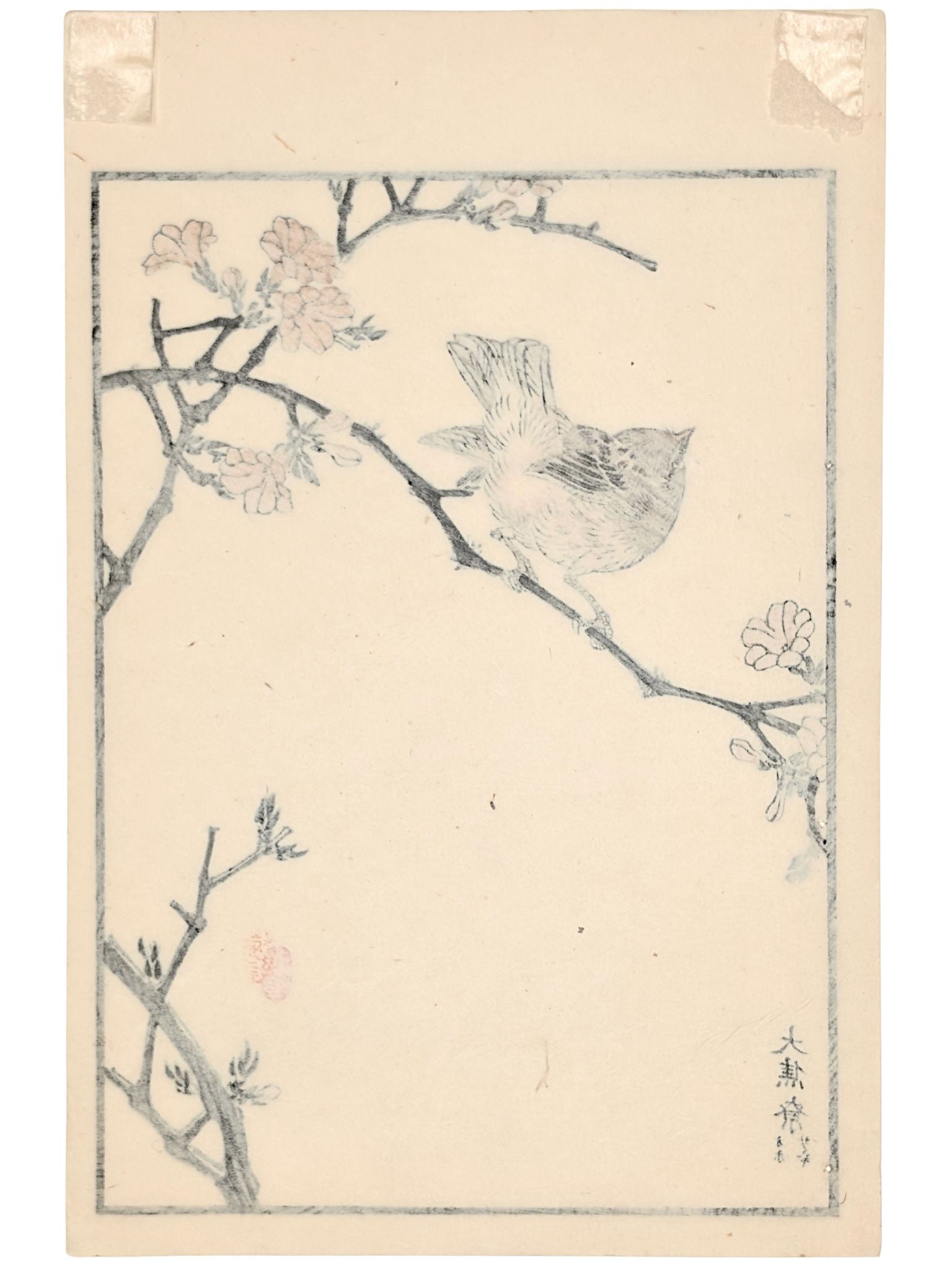 Estampe japonaise de Kono Bairei d'un troglodyte sur branche avec fleurs de printemps verso