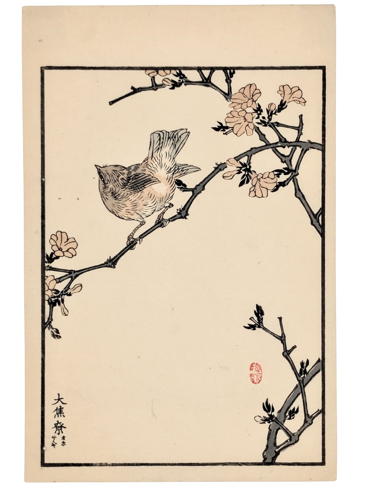 Estampe japonaise de Kono Bairei d'un troglodyte sur branche avec fleurs de printemps