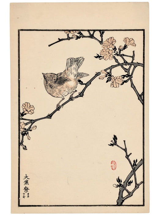 Estampe japonaise de Kono Bairei d'un troglodyte sur branche avec fleurs de printemps