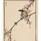 Estampe Japonaise de Kono Bairei, moineau sur une branche en fleurs