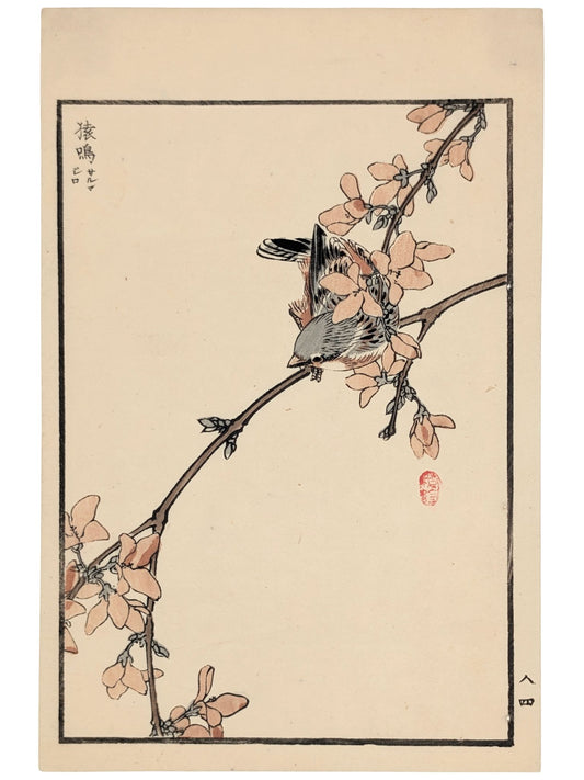Estampe Japonaise de Kono Bairei, moineau sur une branche en fleurs