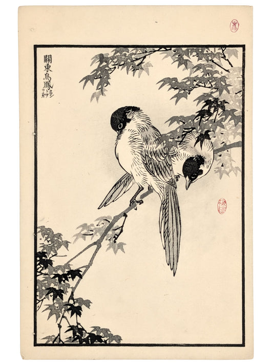 Estampe Japonaise de Kono Bairei, deux pies bleues sur une branche d’érable
