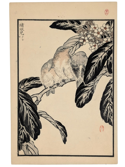 Estampe Japonaise de Kono Bairei, trois zosterops du Japon lovés sur une branche