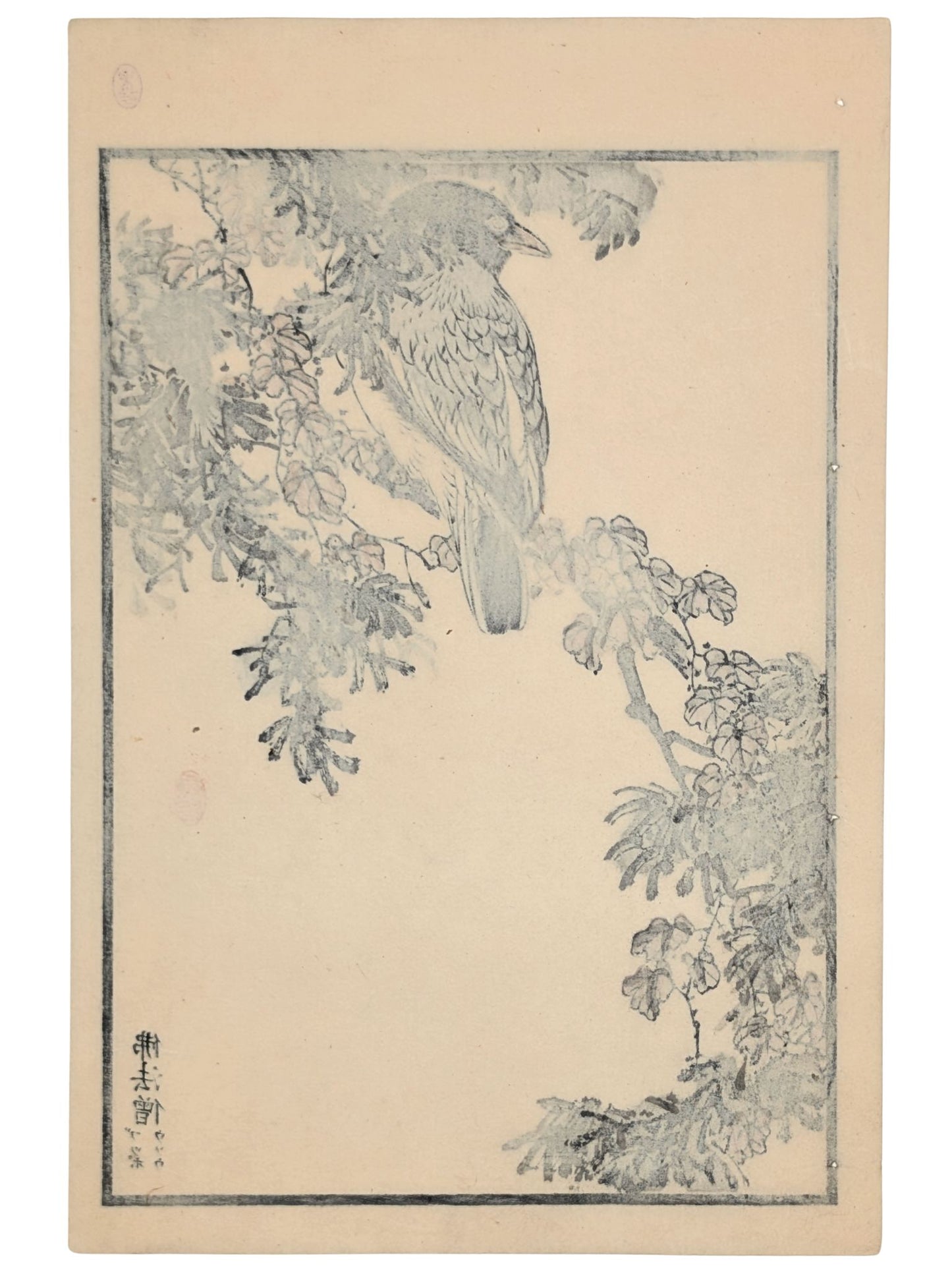 Estampe Japonaise de Kono Bairei d’un rolle oriental sur unr branche de conifère verso