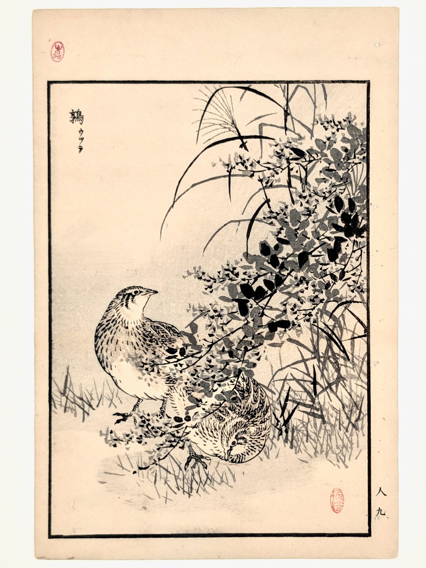 Estampe Japonaise de Kono Bairei avec deux cailles dans la végétation