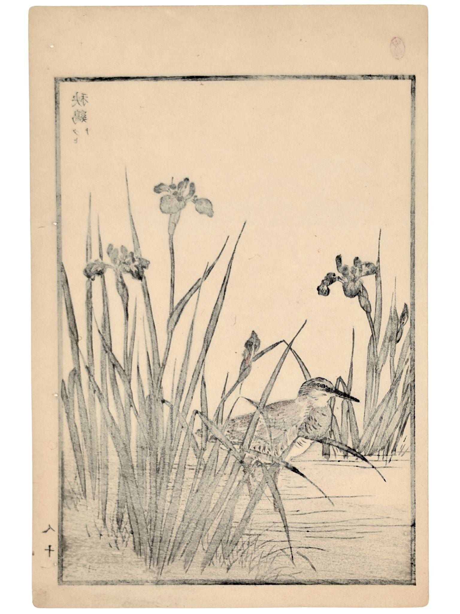 Estampe Japonaise par Kono Bairei d’un râle d’eau dissimulé parmi les iris en bord d’étang verso