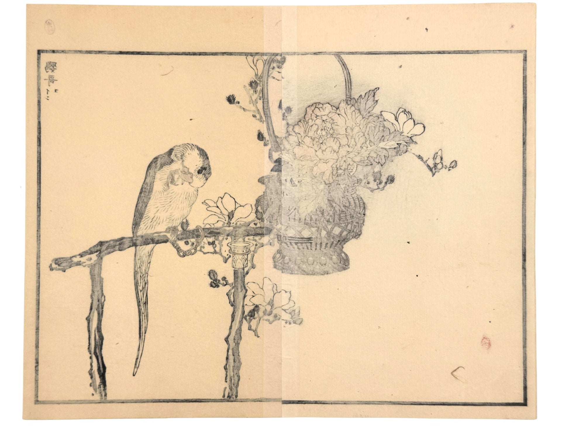 Estampe Japonaise de Kono Bairei d’un perroquet sur un magnolia avec une pivoine verso