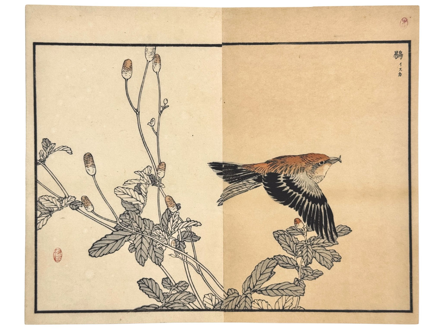 Estampe Japonaise de Kono Bairei d’un bec croisé des sapins en vol au-dessus d'une pimprenelle 