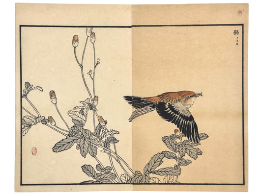 Estampe Japonaise de Kono Bairei d’un bec croisé des sapins en vol au-dessus d'une pimprenelle 