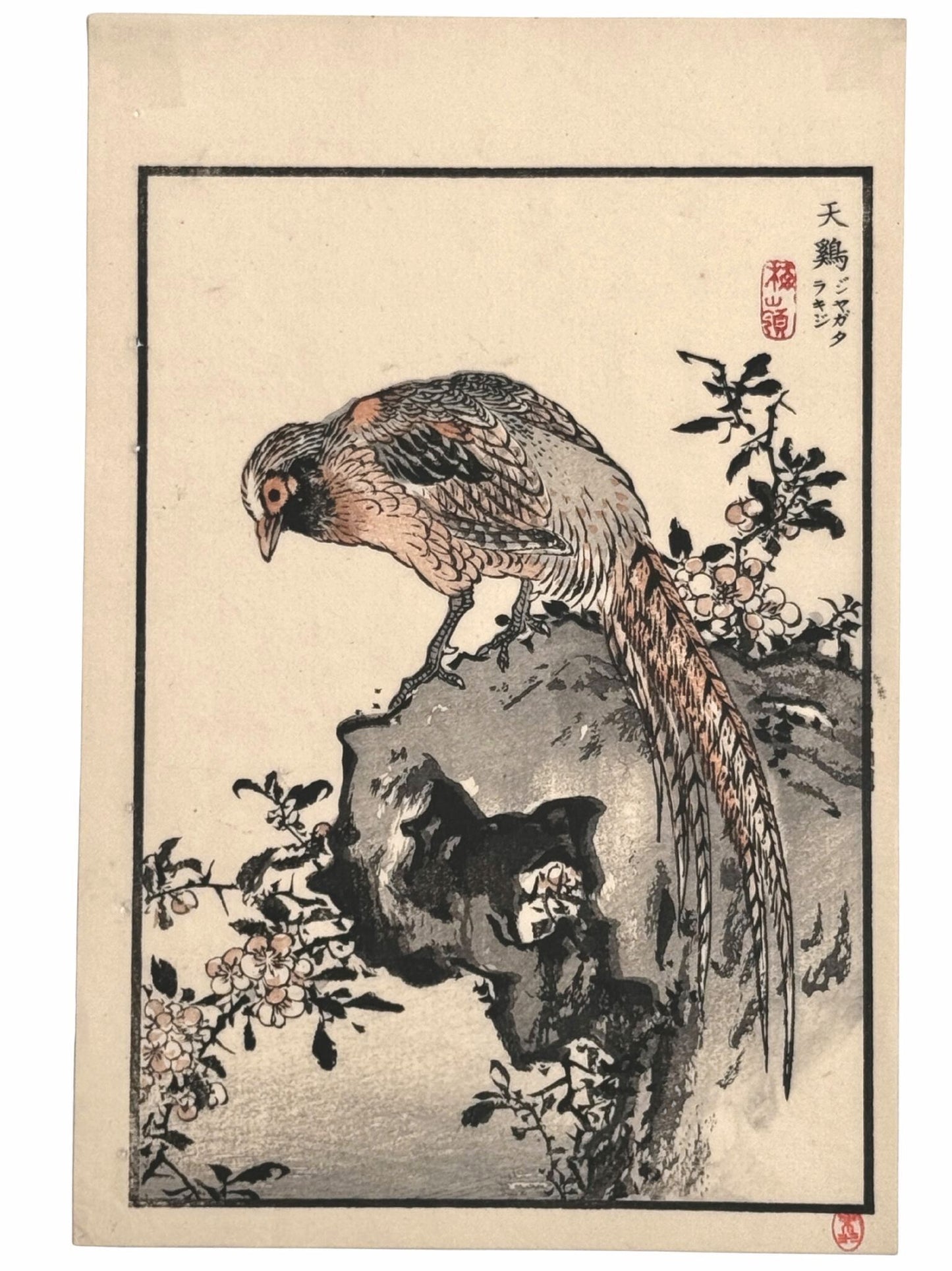 Un faisan posé sur un rocher fleuri se penche vers de petites fleurs blanches, dans une estampe japonaise issue de l’Album des cent oiseaux de Kōno Bairei.