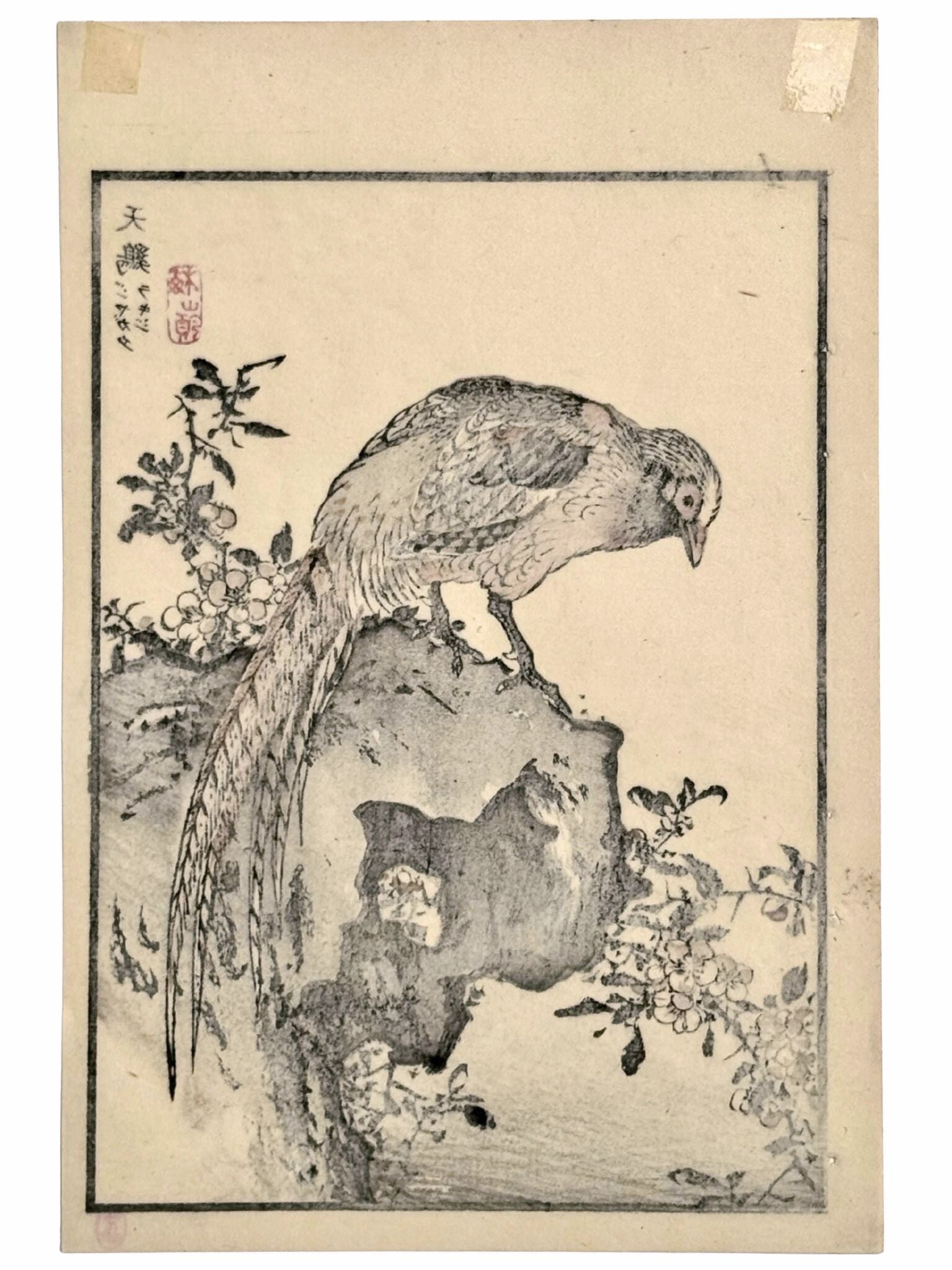 Un faisan posé sur un rocher fleuri se penche vers de petites fleurs blanches, dans une estampe japonaise issue de l’Album des cent oiseaux de Kōno Bairei, le verso de l'estampe
